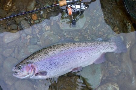 雨の天竜川ルアーフライテンカラ専用区